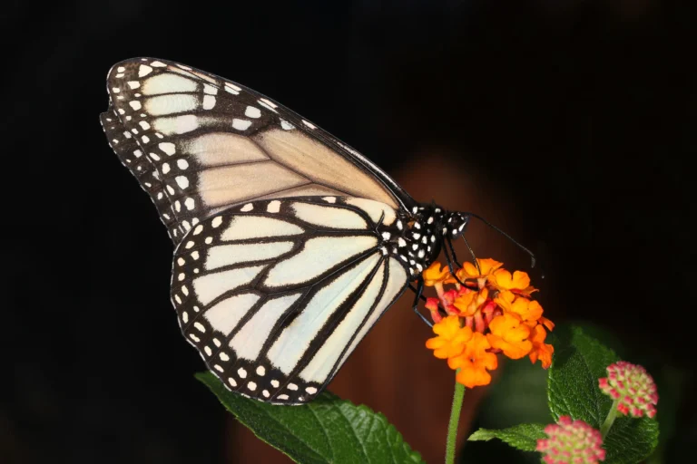 White Monarch Butterfly: Discover Nature’s Unique Color Mystery