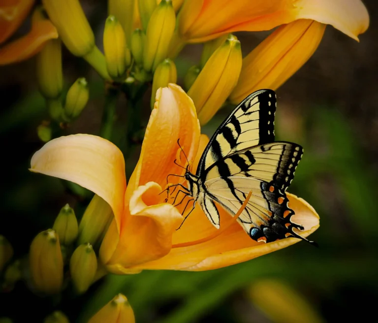 Yellow Butterfly Guide: Types, Identification & Symbolism