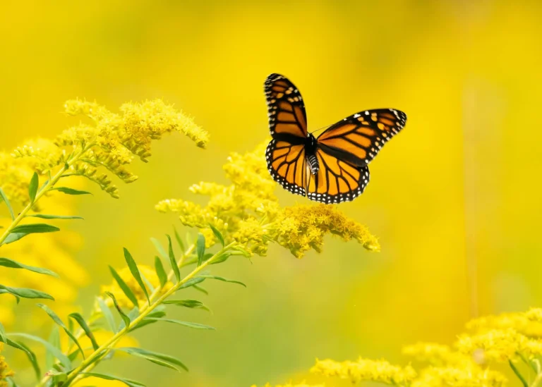 Yellow Butterfly Meaning: A Journey into Symbolism, Emotions, & Beliefs