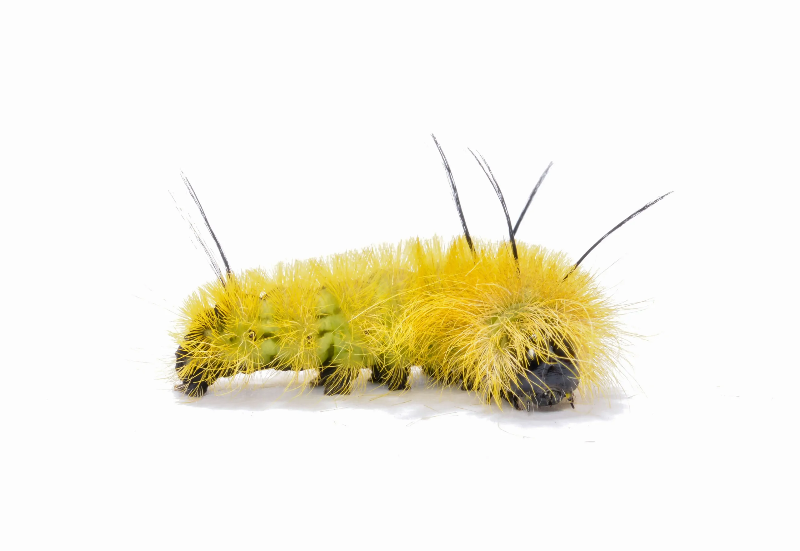 yellow-caterpillar-with-black-spikes
