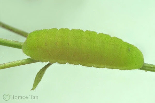 Bright green Fluffy-tit butterfly caterpillar with a translucent body crawling on a thin stem