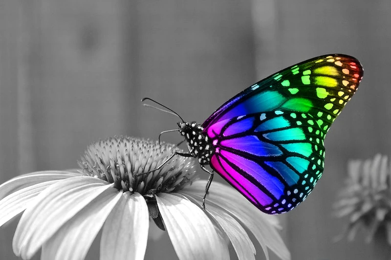 Bright rainbow-colored butterfly on a flower