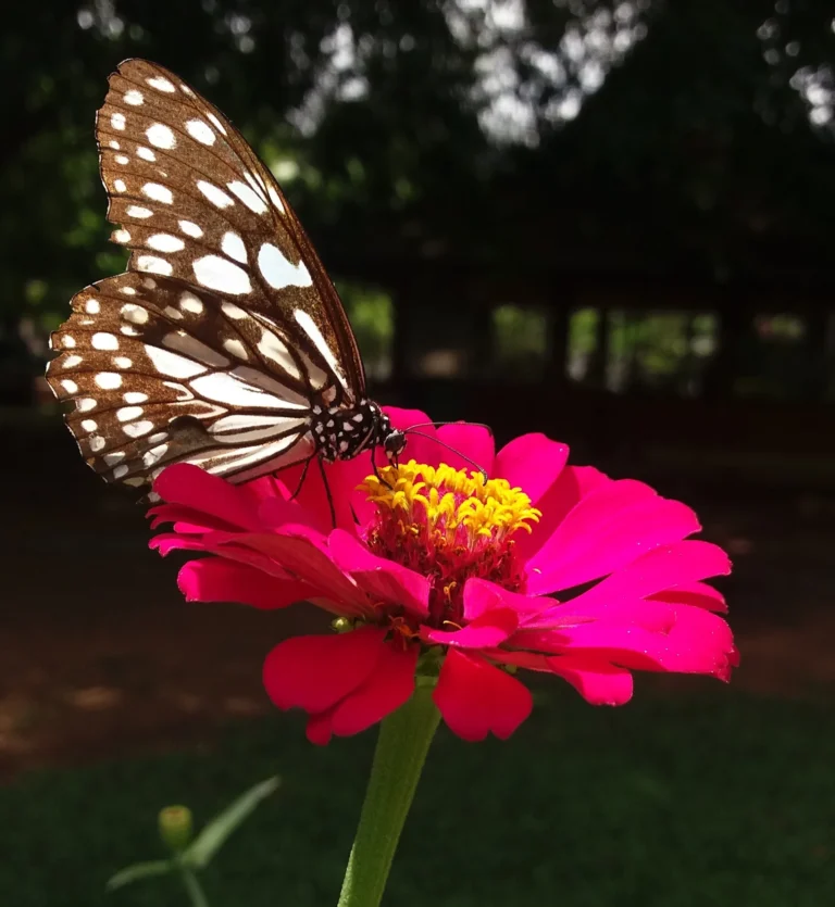 Discovering The Butterfly Tongue (Proboscis): Complete Guide