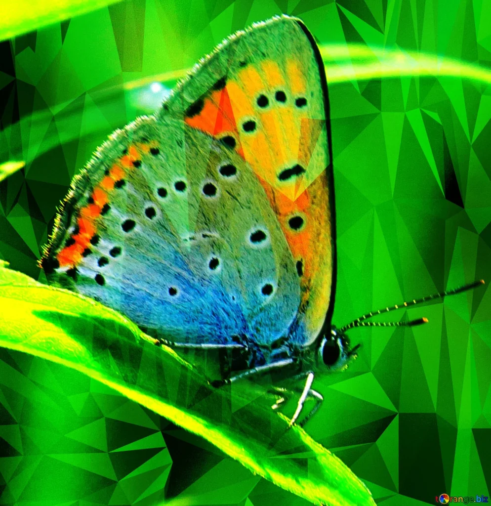 Butterfly with orange, blue, and green wings on a leaf