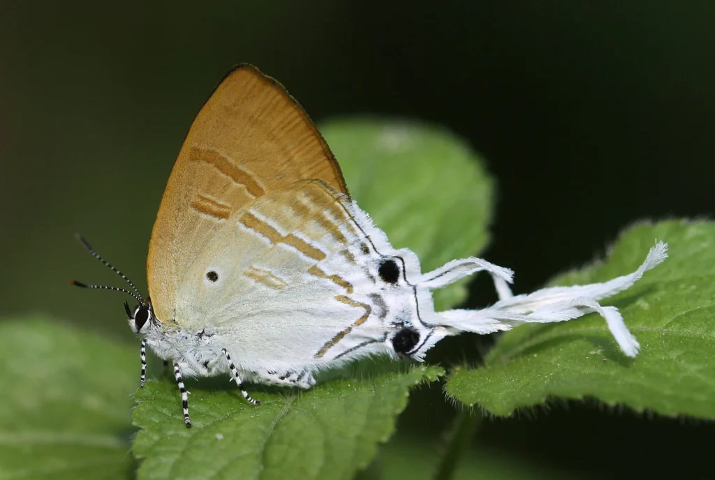 Close-up of Fluffy-tit butterfly (Zeltus amasa) with orange-tinted wings on fresh green leaves