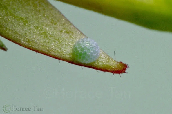 Close-up of a translucent green Fluffy-tit butterfly egg attached to the edge of a leaf