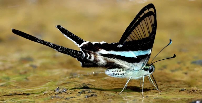 Meet The Green Dragontail Butterfly (Lamproptera meges)