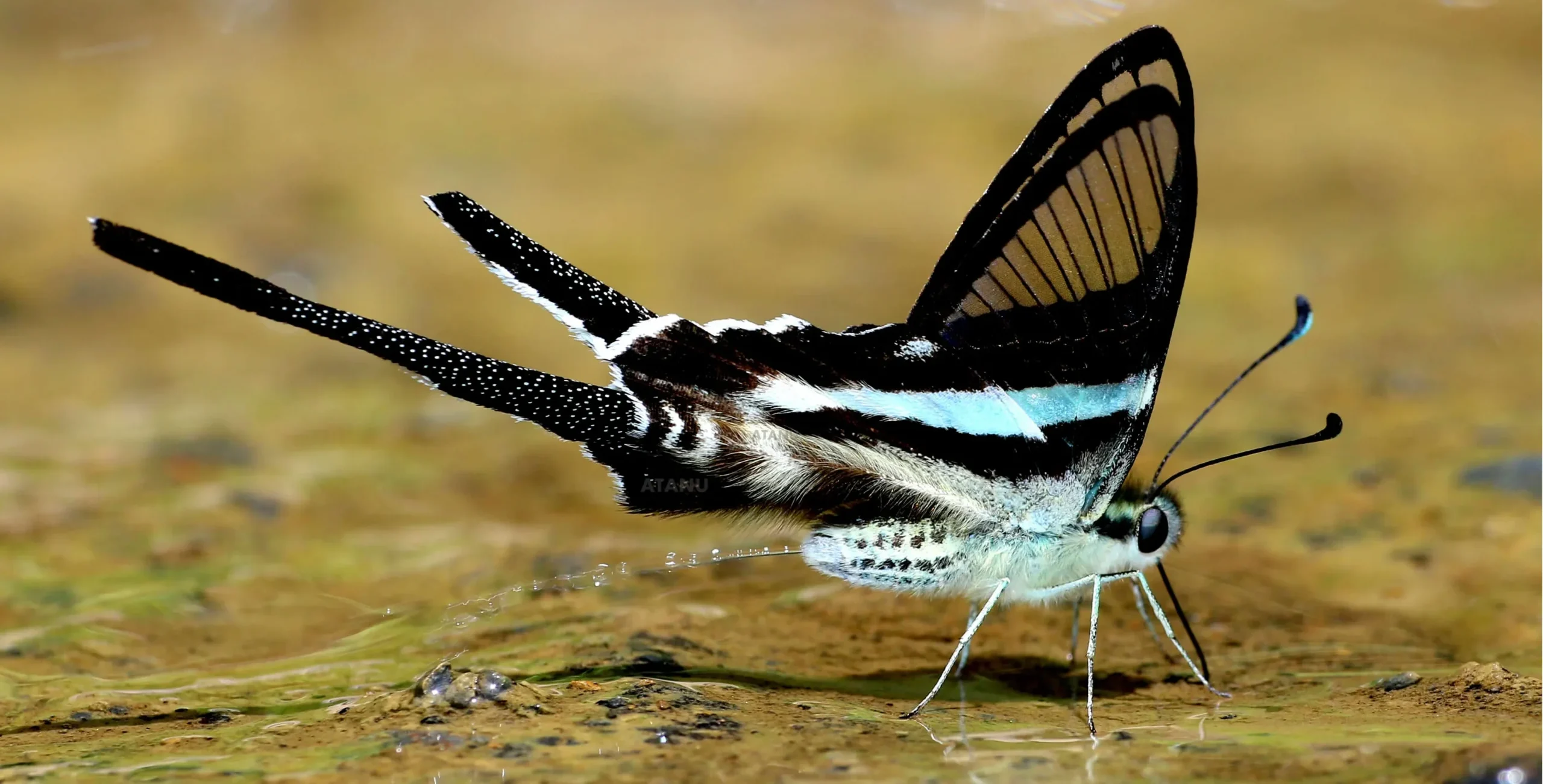Close-up of green dragontail showing its detailed wings