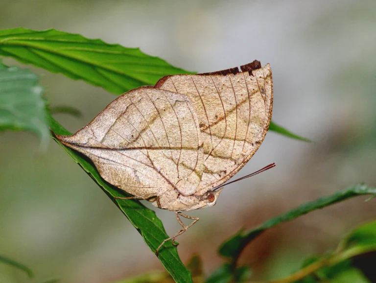 Dead Leaf Butterfly (Kallima Inachus): Nature’s Master of Camouflage