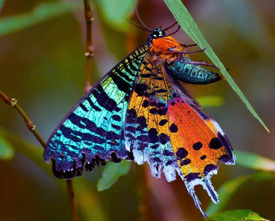 Colorful sunset moth with intricate patterns perched on a leaf