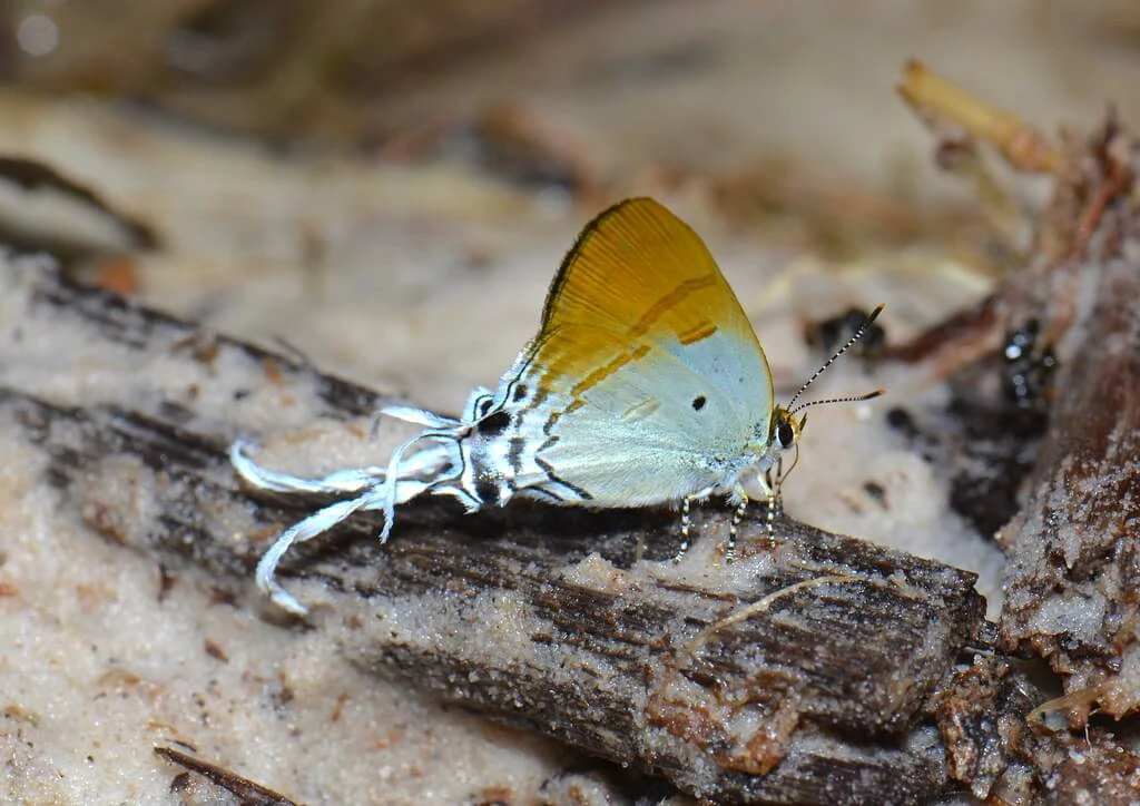 Detailed shot of a Fluffy butterfly with yellow wings and intricate tail patterns, resting on a moist wooden surface