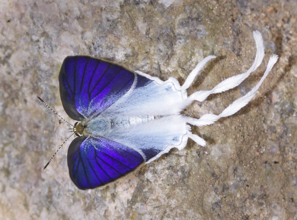 Detailed view of Fluffy-tit butterfly (Zeltus amasa) with shimmering blue wings on a textured rock surface