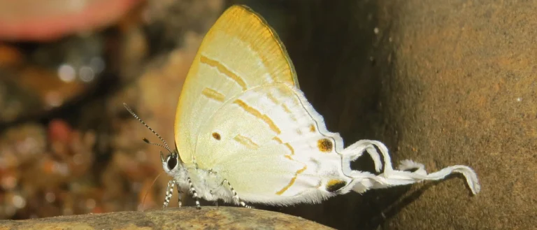 Fluffy-tit Butterfly (Zeltus Amasa): An Asian Beauty
