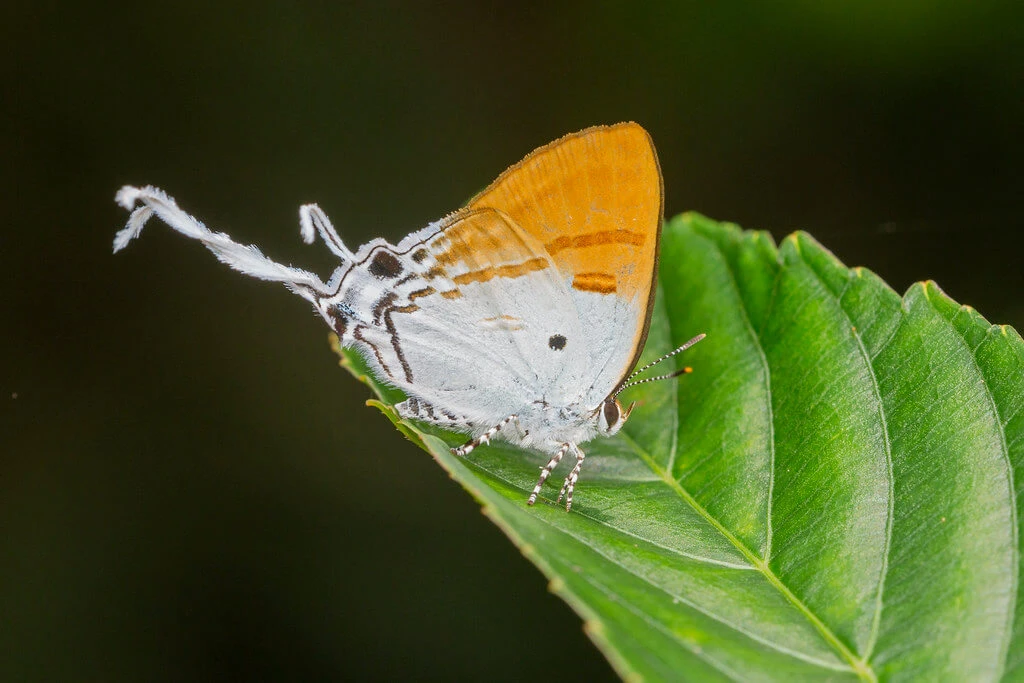 Fluffy-tit butterfly (Zeltus amasa) with orange and white wings, resting atop a fresh green leaf with dew