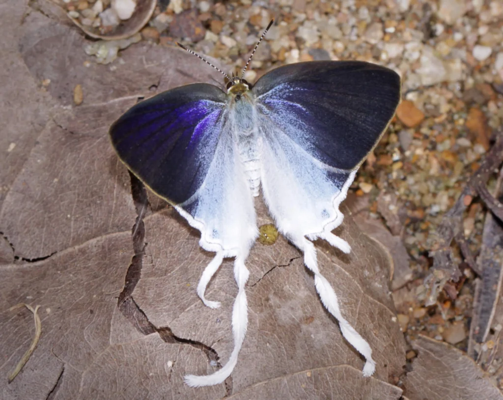 Fluffy-tit butterfly (Zeltus amasa) with vibrant blue wings perched on dried leaves