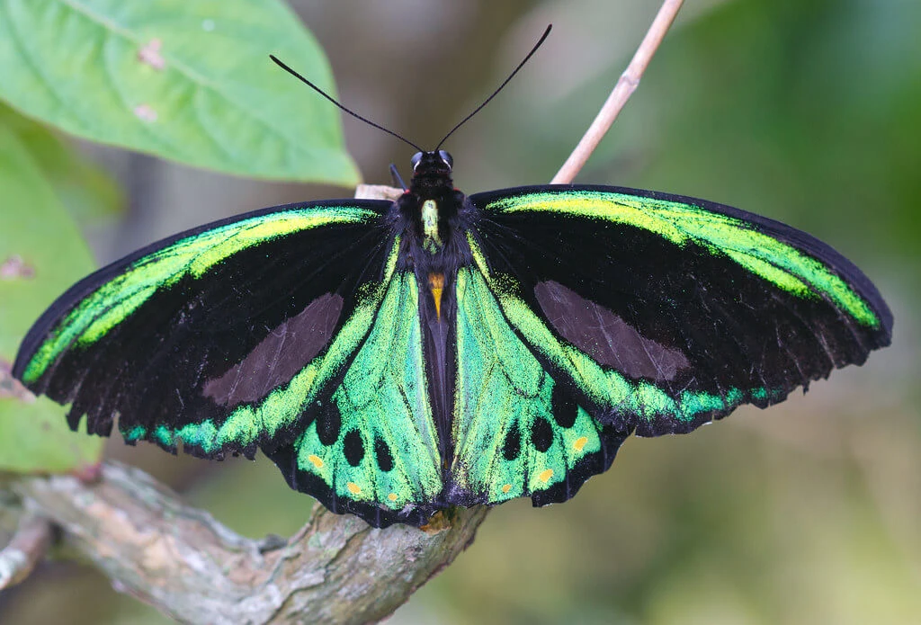 Green and black Ornithoptera birdwing butterfly on a leaf