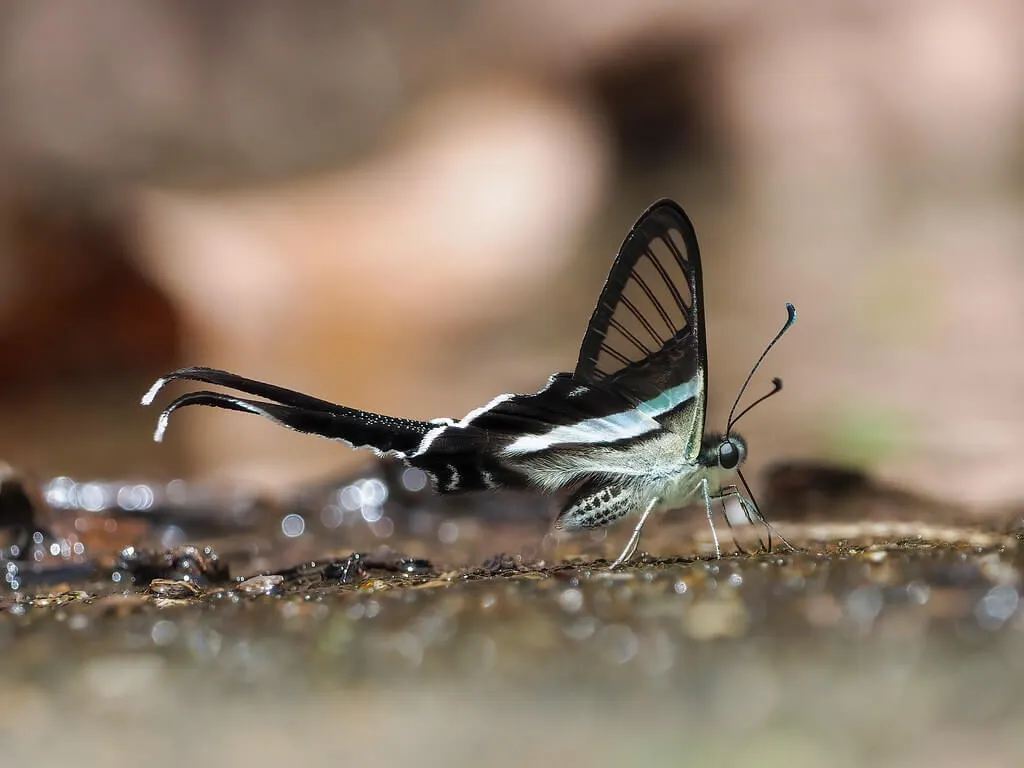 Green dragontail butterfly resting on damp rocks, illuminated by sunlight with a bokeh background