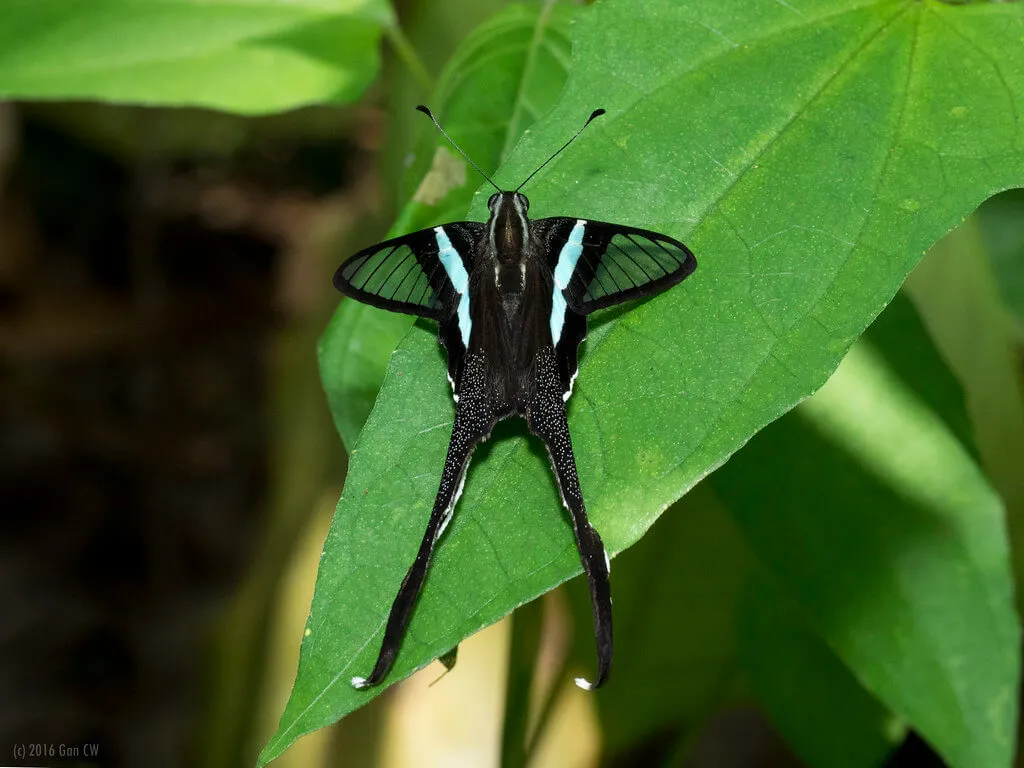 Lamproptera meges (green dragontail) perched on vibrant green leaves