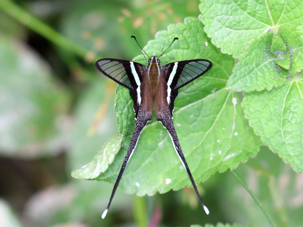 Lamproptera meges perched on a green leaf in its natural habitat