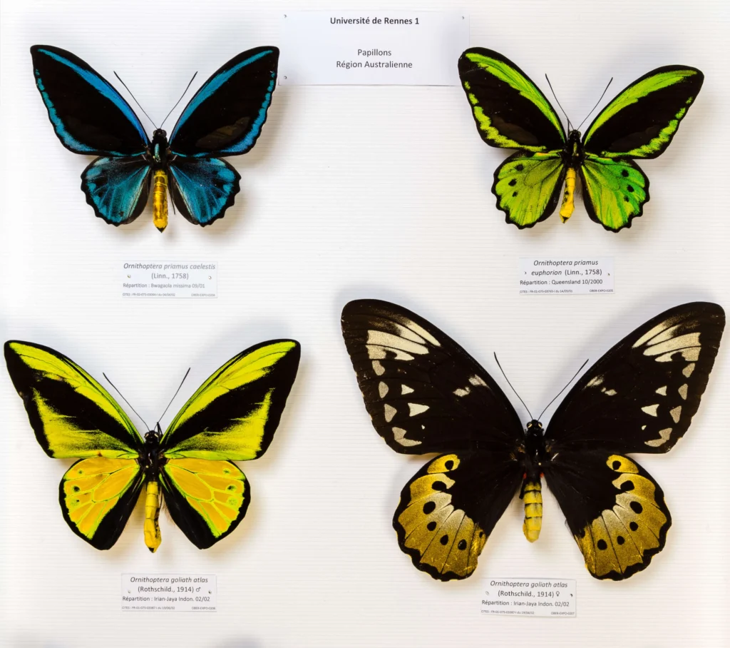 Ornithoptera birdwing butterfly specimens at Université de Rennes 1