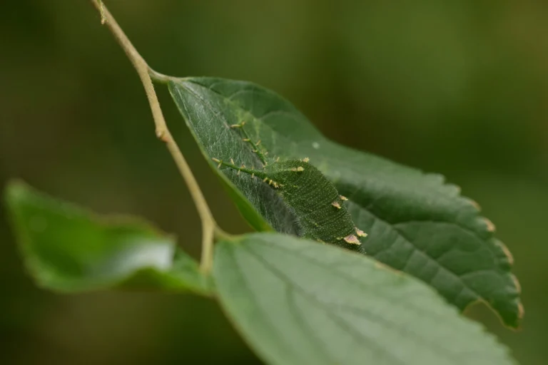 Japanese Emperor Caterpillar: Exploring Its Hidden Wonders