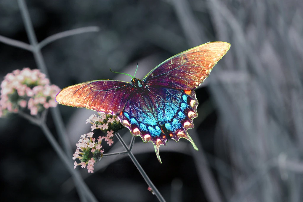 Shiny Swallowtail butterfly with blue and gold wings near flowers