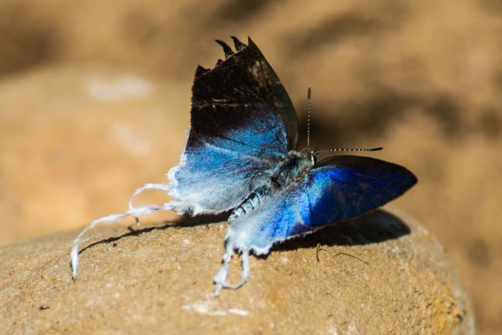 Side profile of Fluffy-tit butterfly (Zeltus amasa) displaying radiant blue wings on a sunlit rock