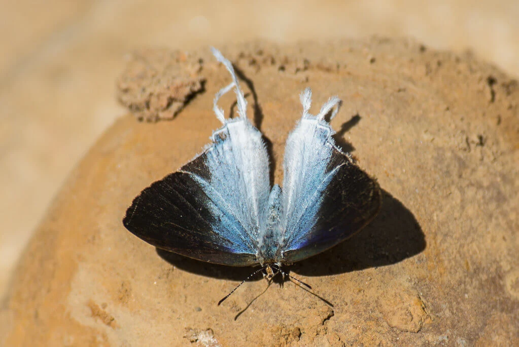 Sunlit Fluffy-tit butterfly (Zeltus amasa) showcasing its vibrant blue and silvery tail on a sandy rock