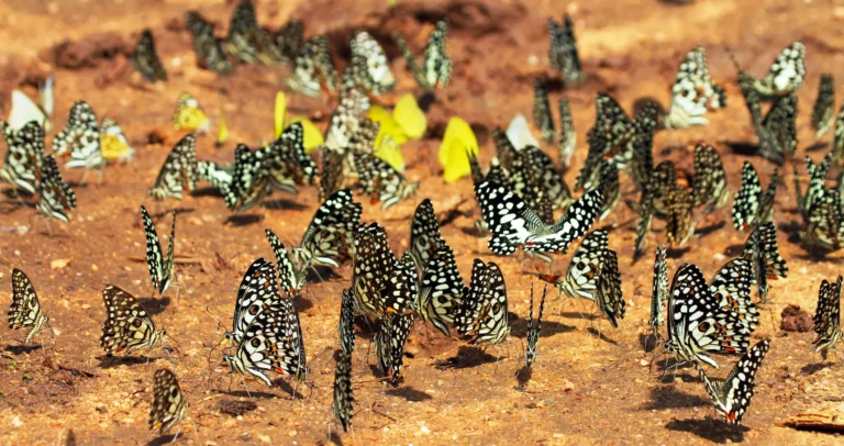 Uncovered: Do Butterflies Eat Poop? Dung-Puddling & Diet