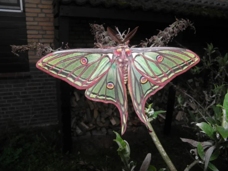 Spanish Moon Moth: Nature’s Gem from Spain’s Mountains