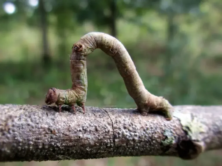 Discover Stick Caterpillars & Their Moths: Nature’s Camo Experts