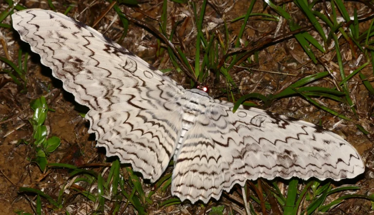 Discover The White Witch Moth: Life Cycle, Habitat, & Myths